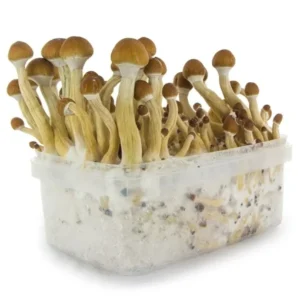 Home brazil supa grow kit