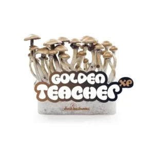 Home golden teacher mushrooms grow kit