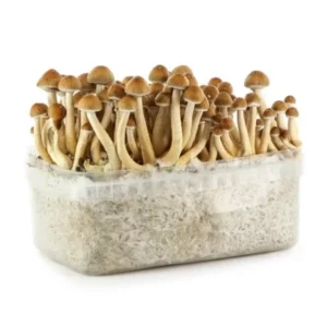 Home hawaiian supa grow kit